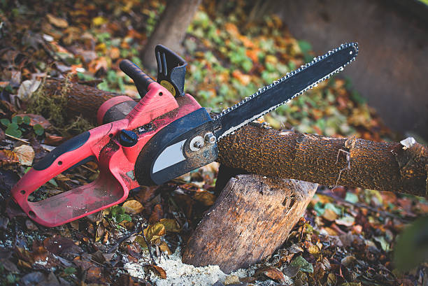 How Our Tree Care Process Works  in  Mechanicville, NY